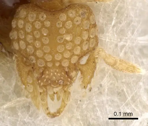 Strumigenys minima specimen CASENT0900042 image casent0900042_2