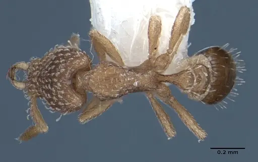 Strumigenys miniteras specimen ANIC32-017741 image anic32-017741_1
