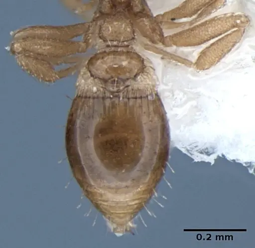 Strumigenys miniteras specimen ANIC32-017741 image anic32-017741_2