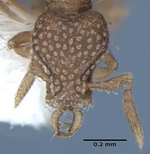 Strumigenys miniteras specimen ANIC32-017741 image anic32-017741_3