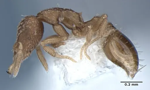 Strumigenys miniteras specimen ANIC32-017741 image anic32-017741_4