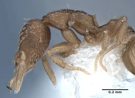 Strumigenys miniteras specimen ANIC32-017741 image anic32-017741_5