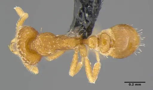 Strumigenys miniteras specimen ANTWEB1032221 image antweb1032221_1