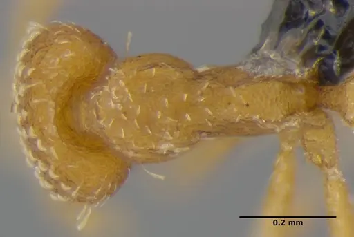 Strumigenys miniteras specimen ANTWEB1032221 image antweb1032221_2