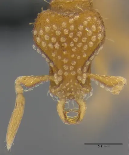 Strumigenys miniteras specimen ANTWEB1032221 image antweb1032221_3