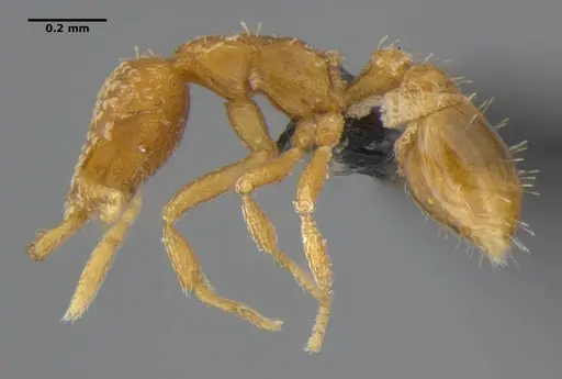 Strumigenys miniteras specimen ANTWEB1032221 image antweb1032221_4