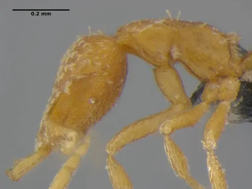 Strumigenys miniteras specimen ANTWEB1032221 image antweb1032221_5