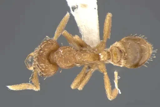 Strumigenys miniteras specimen ANTWEB1032222 image antweb1032222_1
