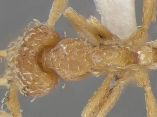 Strumigenys miniteras specimen ANTWEB1032222 image antweb1032222_2