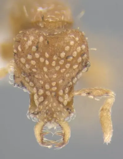 Strumigenys miniteras specimen ANTWEB1032222 image antweb1032222_3