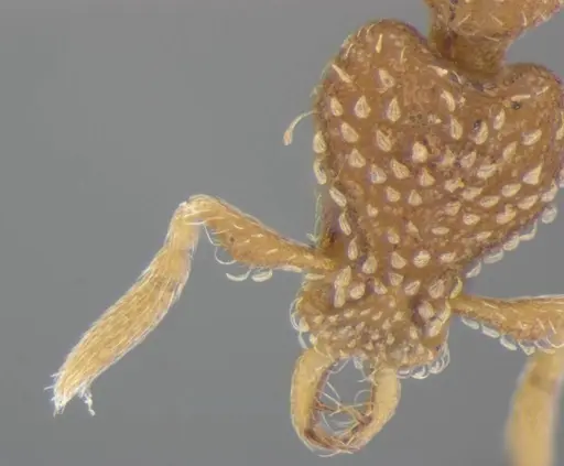 Strumigenys miniteras specimen ANTWEB1032222 image antweb1032222_4
