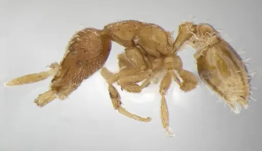 Strumigenys miniteras specimen ANTWEB1032222 image antweb1032222_5