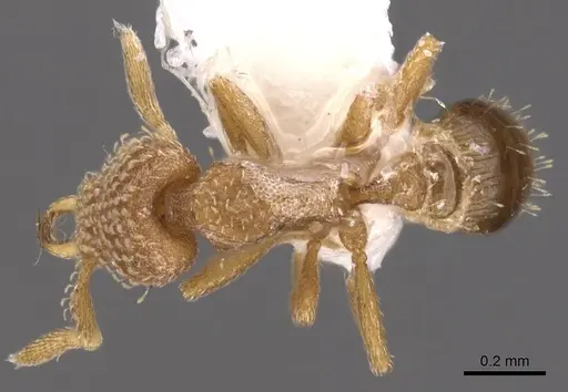 Strumigenys miniteras specimen CASENT0900918 image casent0900918_1