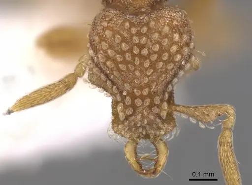 Strumigenys miniteras specimen CASENT0900918 image casent0900918_2