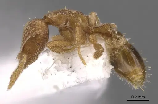 Strumigenys miniteras specimen CASENT0900918 image casent0900918_3