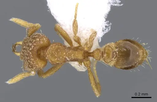 Strumigenys miniteras specimen CASENT0914848 image casent0914848_1