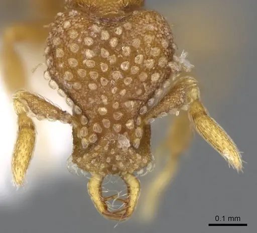Strumigenys miniteras specimen CASENT0914848 image casent0914848_2