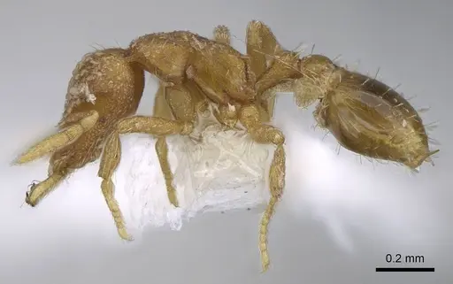 Strumigenys miniteras specimen CASENT0914848 image casent0914848_3