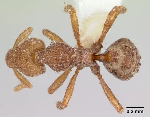 Strumigenys minkara specimen CASENT0178315 image casent0178315_1