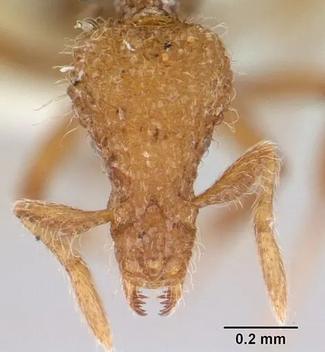 Strumigenys minkara specimen CASENT0178315 image casent0178315_2