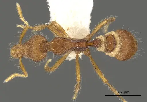 Strumigenys minkara specimen CASENT0900084 image casent0900084_1