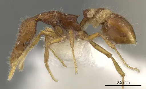 Strumigenys minkara specimen CASENT0900084 image casent0900084_3