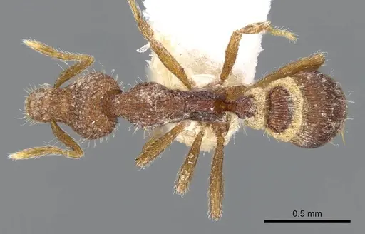 Strumigenys minkara specimen CASENT0914721 image casent0914721_1