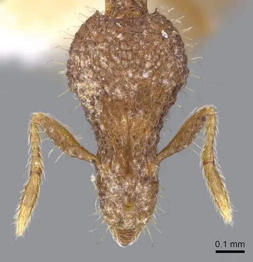 Strumigenys minkara specimen CASENT0914721 image casent0914721_2