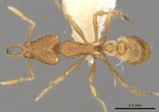 Strumigenys minutula specimen CASENT0280739 image casent0280739_1
