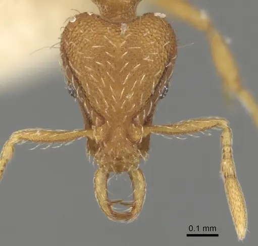 Strumigenys minutula specimen CASENT0280739 image casent0280739_2