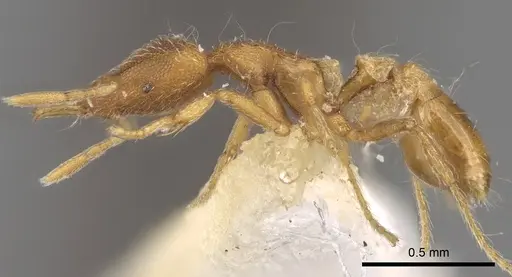 Strumigenys minutula specimen CASENT0280739 image casent0280739_3