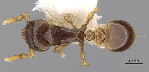Strumigenys minutula specimen CASENT0281948 image casent0281948_1