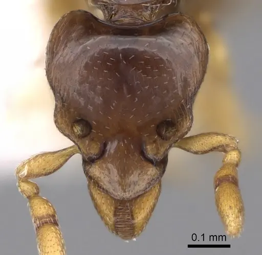 Strumigenys minutula specimen CASENT0281948 image casent0281948_2