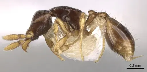 Strumigenys minutula specimen CASENT0281948 image casent0281948_3