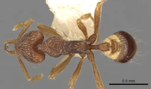 Strumigenys mionova specimen CASENT0900900 image casent0900900_1