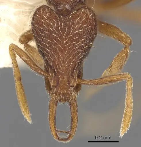 Strumigenys mionova specimen CASENT0900900 image casent0900900_2