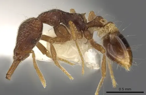 Strumigenys mionova specimen CASENT0900900 image casent0900900_3
