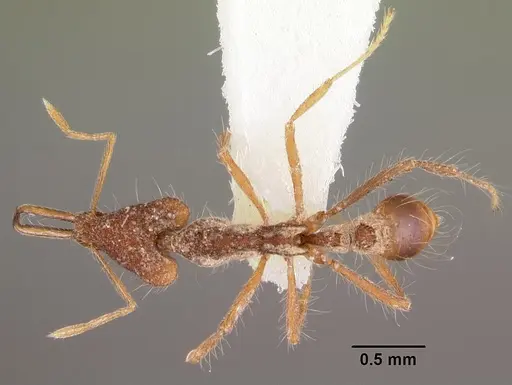 Strumigenys mirifica specimen CASENT0102576 image casent0102576_1