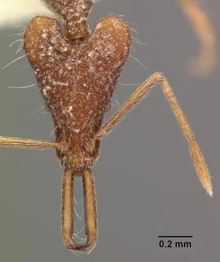 Strumigenys mirifica specimen CASENT0102576 image casent0102576_2
