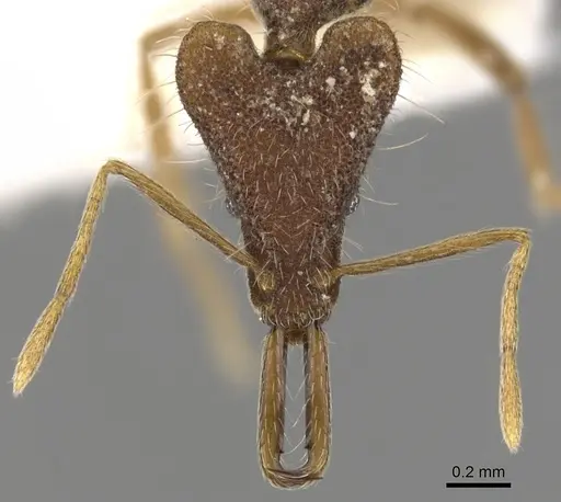 Strumigenys mirifica specimen CASENT0900754 image casent0900754_2
