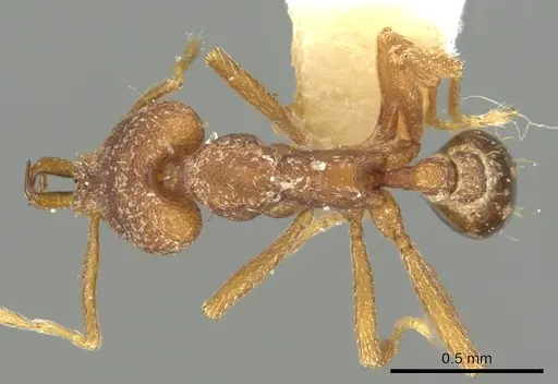 Strumigenys missina specimen CASENT0900846 image casent0900846_1