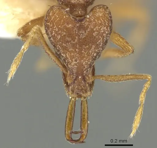 Strumigenys missina specimen CASENT0900846 image casent0900846_2