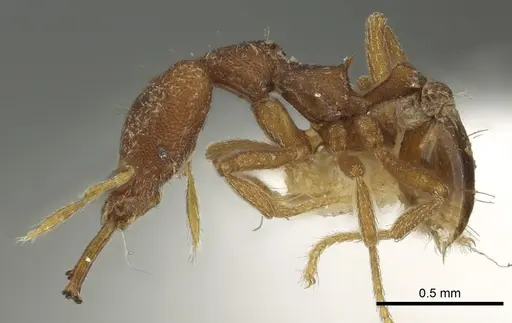 Strumigenys missina specimen CASENT0900846 image casent0900846_3