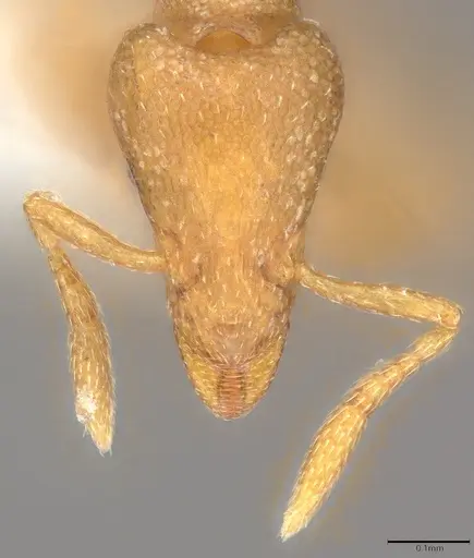 Strumigenys mitis specimen CASENT0001581 image casent0001581_1
