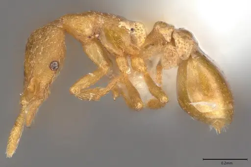 Strumigenys mitis specimen CASENT0001581 image casent0001581_2