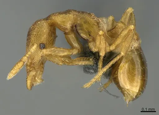 Strumigenys mitis specimen CASENT0700061 image casent0700061_1