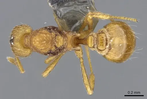 Strumigenys mitis specimen CASENT0734531 image casent0734531_1