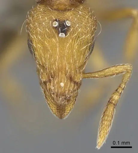 Strumigenys mitis specimen CASENT0734531 image casent0734531_2