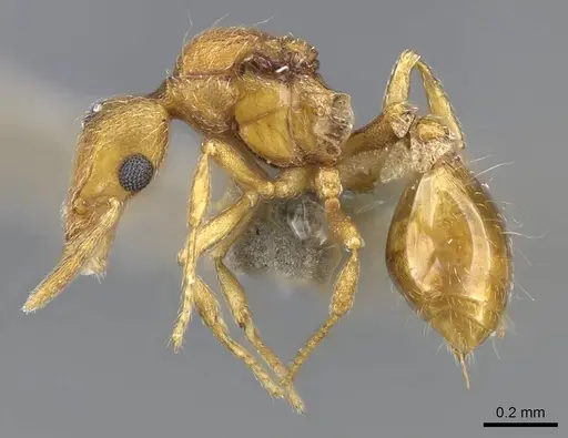 Strumigenys mitis specimen CASENT0734531 image casent0734531_3