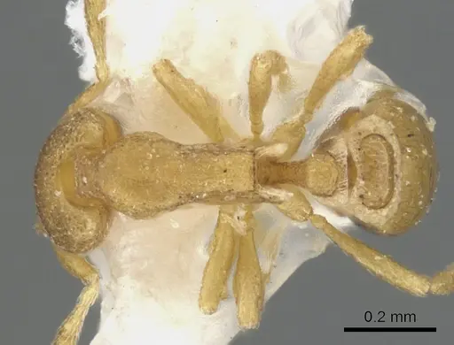 Strumigenys mitis specimen CASENT0900120 image casent0900120_1
